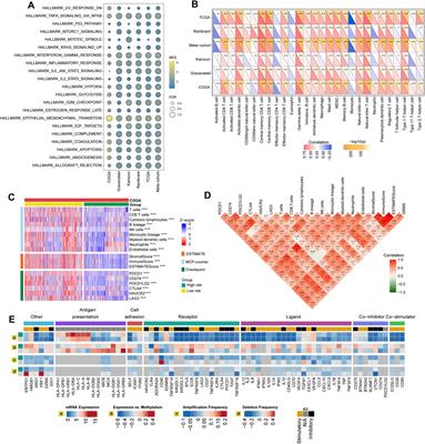 Machine learning-based identification of glycosyltransferase-related mRNAs for improving outcomes and the anti-tumor therapeutic response of gliomas